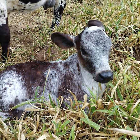 Willa Rancho Maria Pimenta Joanópolis Zewnętrze zdjęcie