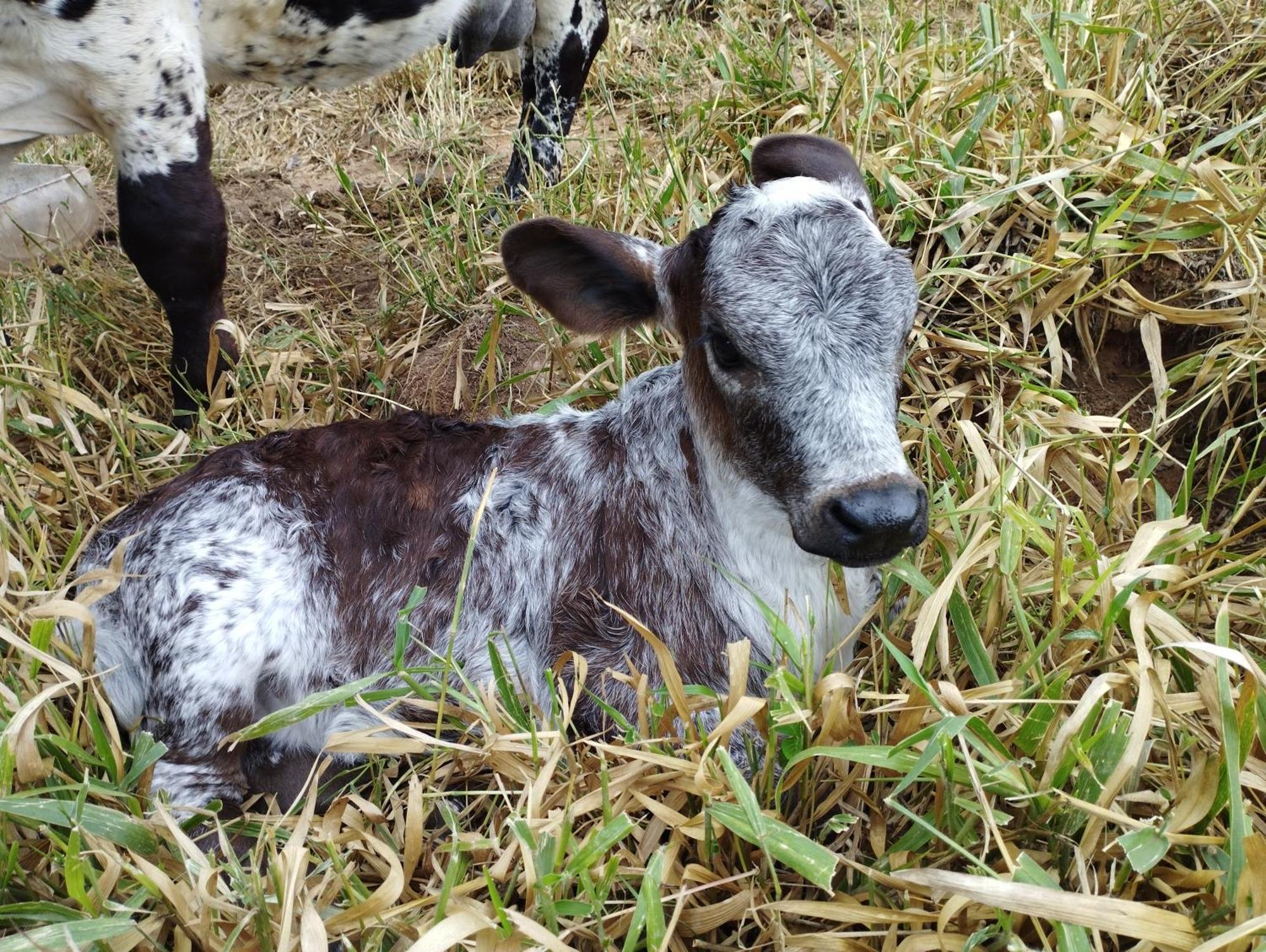 Willa Rancho Maria Pimenta Joanópolis Zewnętrze zdjęcie